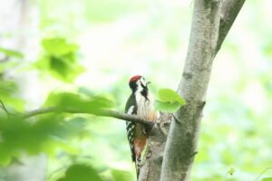 オオアカゲラ♂2024年6月1日
