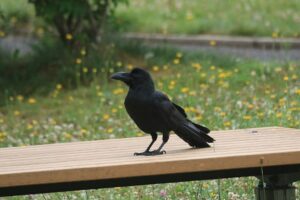 ハシブトガラス2024年6月29日