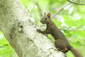 エゾリス2024年6月15日
