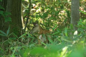 エゾシカ2024年6月29日