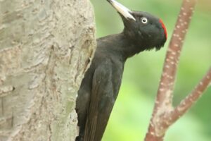 クマゲラ雌2024年6月1日2森の家周辺