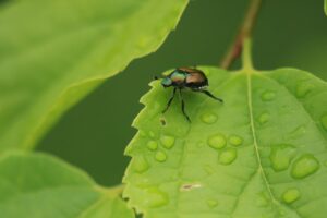 マメコガネ2024年6月23日