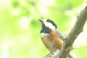 ヤマガラ成鳥2024年6月15日