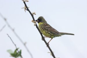 アオジ♂2024年6月23日