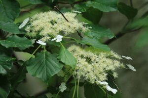 ツルアジサイ2024年6月23日