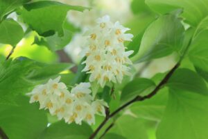 ハクウンボクの花2024年6月8日