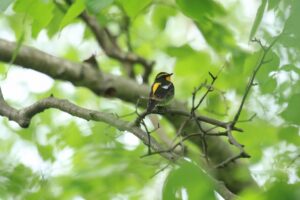 キビタキ雄2024年6月8日1