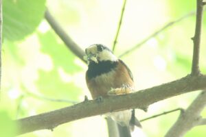 ヤマガラ2024年6月29日2