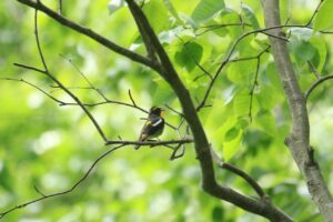 キビタキ雄2024年6月8日2