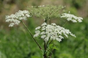 オオハナウド2024年6月1日2オオハナウドの花
