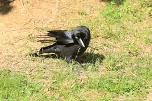 ハシブトガラス2024年6月1日