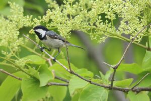 ヒガラ2024年6月15日