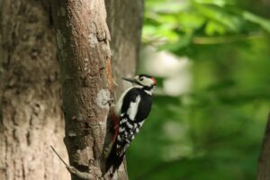 アカゲラ雄2024年6月8日