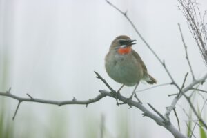 ノゴマ♂2024年6月23日