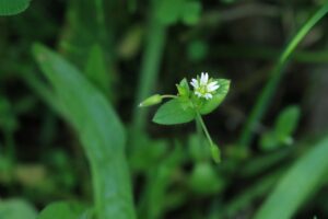 ミミナグサ2024年6月29日