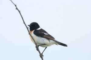 ノビタキ♂2024年6月23日