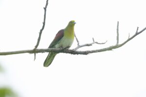 アオバト雄2024年6月8日