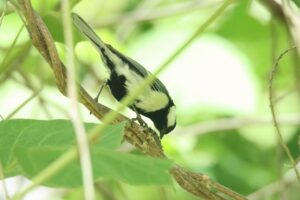 シジュウカラ2024年6月29日