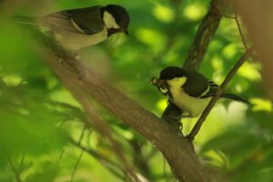 シジュウカラ親子2024年6月8日