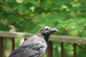 ハシブトガラス2024年6月15日