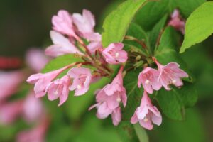 タニウツギ2024年6月15日1花アップ