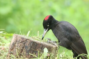 クマゲラ雌2024年6月8日