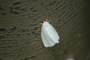 キアシドクガ2024年6月23日