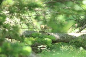 オオムシクイ2024年6月15日