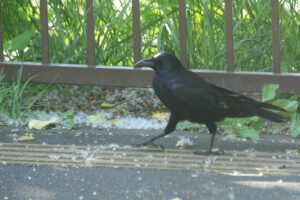 ハシボソガラス2024年6月15日白い羽の個体