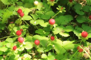 ヘビイチゴの実2024年6月29日