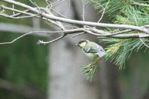シジュウカラ幼鳥2024年6月23日２