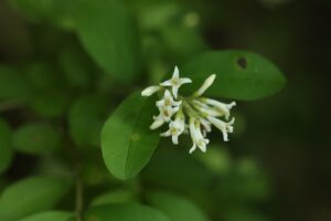 イボタノキ2024年6月29日
