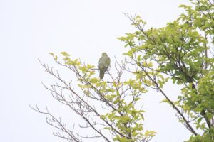 アオバト雌2024年6月8日展望台西側木立