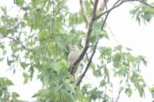 ヤマゲラ♂2024年6月15日