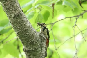 アカゲラ2024年6月23日