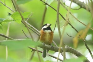 ヤマガラ2024年6月29日1成鳥