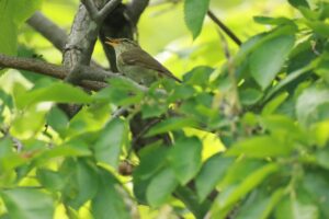 オオムシクイ2024年6月8日