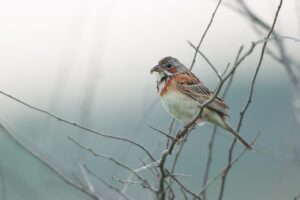 ホオアカ2024年6月23日