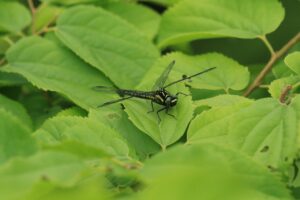 モイワサナエ2024年6月15日