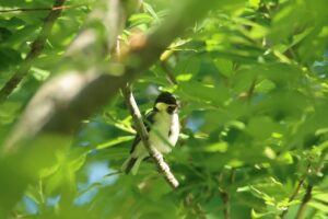 シジュウカラ幼鳥2024年6月8日6月2日初出1