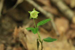 ウメガサソウ2024年6月23日