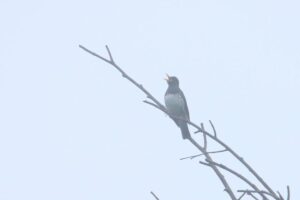 クロツグミ♂2024年6月14日囀り