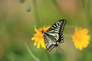 アゲハ2024年6月8日ナミアゲハ