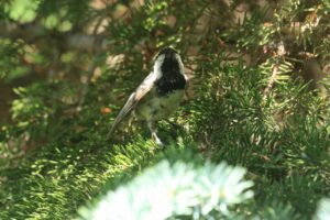 ヒガラ2024年6月29日2