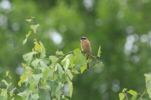 ホオジロ♂2024年6月15日