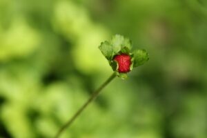 ヘビイチゴ2024年6月1日2実