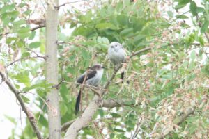 シマエナガ親子2024年6月23日