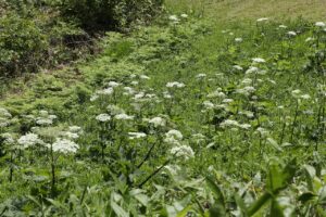 オオハナウド2024年6月1日1オオハナウド畑