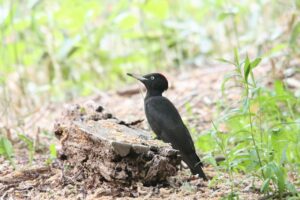 クマゲラ雌2024年6月1日1巨木の谷