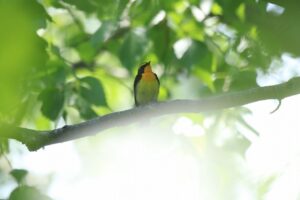 キビタキ♂2024年6月1日